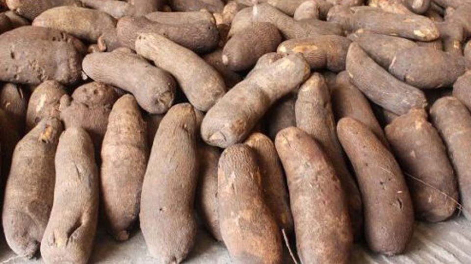 How To Start Yam Farming In Nigeria Africa Complete Guide Ondo Online